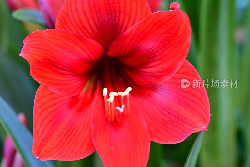 孤挺花/ Hippeastrum